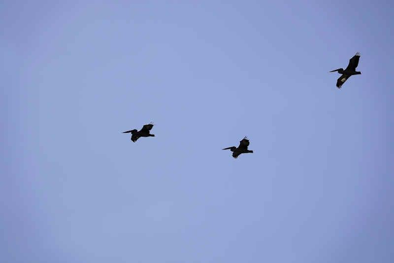 Australian Pelicans