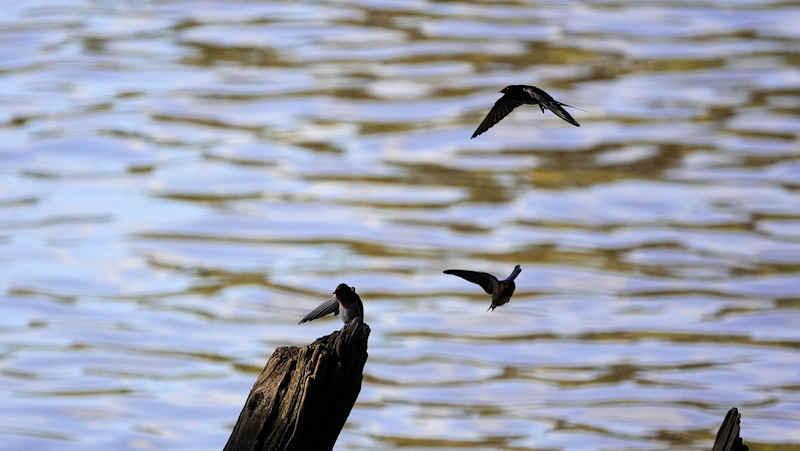 Welcome Swallows