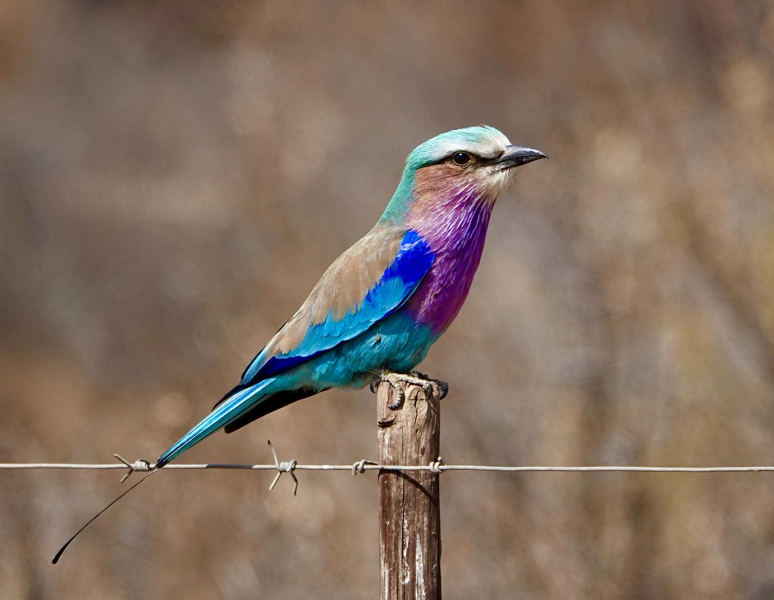 Lilac-breasted Roller