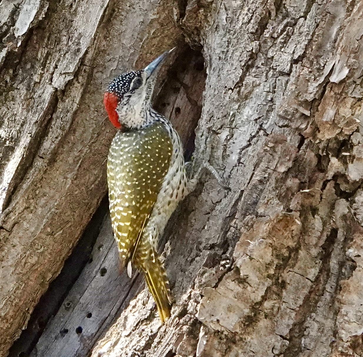 Golden-tailed Woodpecker 