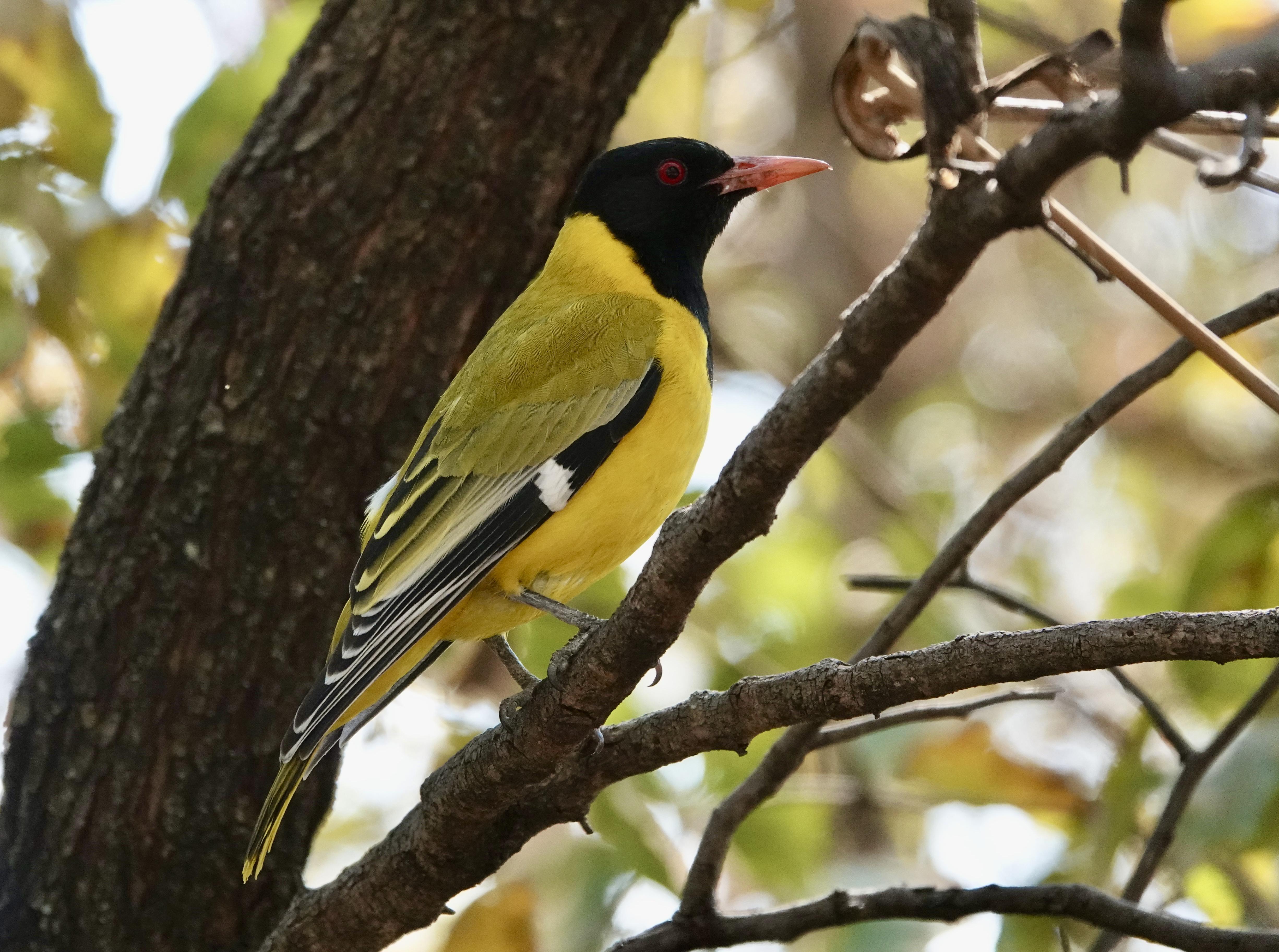 Black-headed Oriole 