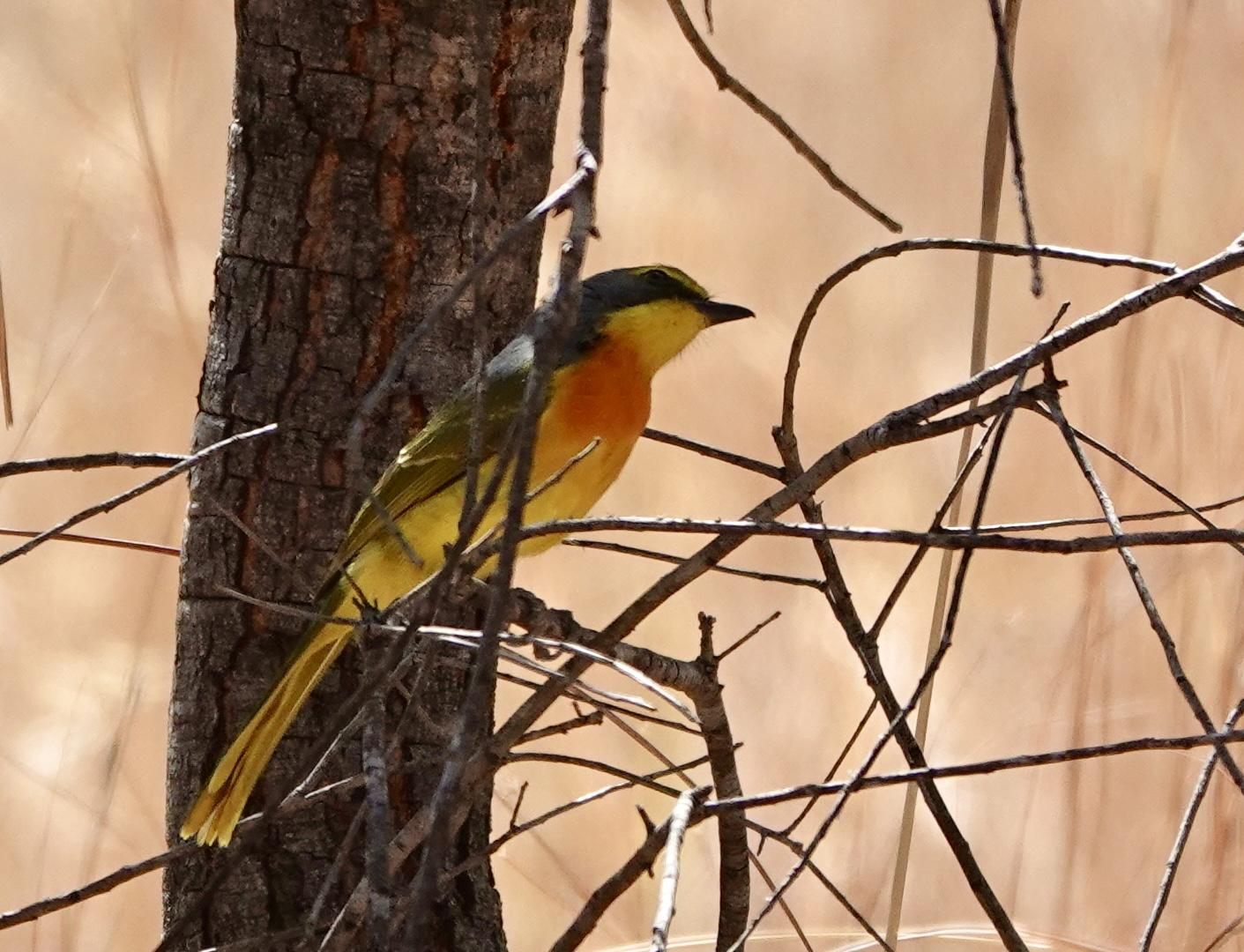 Orange-breasted Bush-shrike